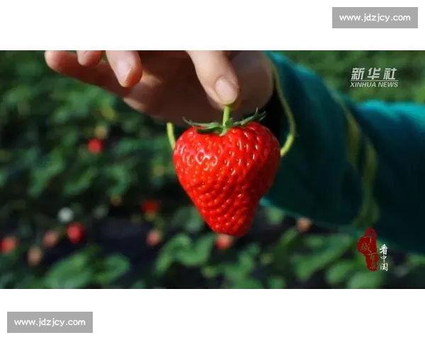 草莓经典比赛：探讨新兴赛事对草莓产业发展的深远影响与未来趋势